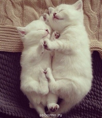 Они такие забавные смешные фото и видео  - image.jpg