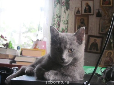 Кошки - очарование МОЁ - IMG_0102.jpg