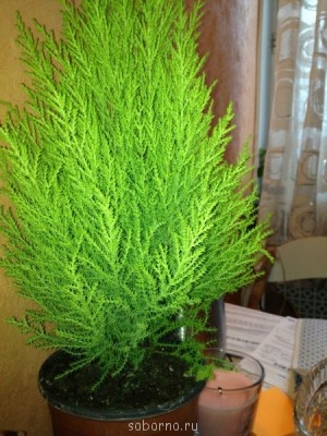 Домашние любимцы комнатные цветы  - фотография.JPG