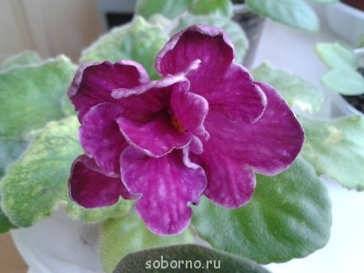 Домашние любимцы комнатные цветы  - Sparlelberry2_2.jpg