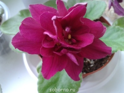 Домашние любимцы комнатные цветы  - Сады Семирамиды2.jpg