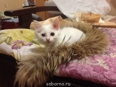 Кошки - очарование МОЁ - image.jpg