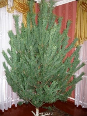 Новый 2014 год - IMG_2361.jpg