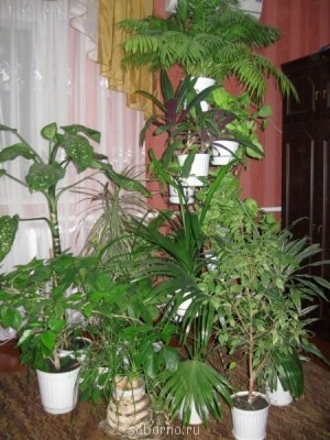 Домашние любимцы комнатные цветы  - IMG_2378.jpg