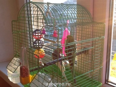 Мой пернатый друг домашние птицы  - image.jpg