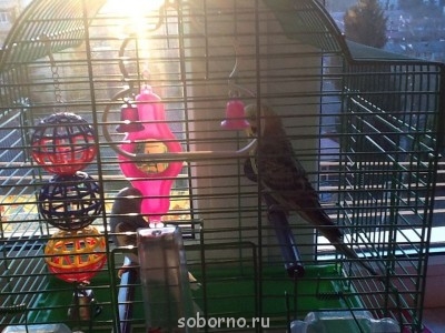 Мой пернатый друг домашние птицы  - image.jpg