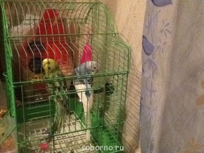 Мой пернатый друг домашние птицы  - image.jpg