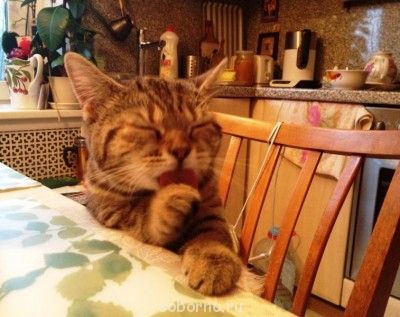 Кошки - очарование МОЁ - эля2.JPG