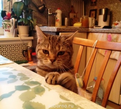 Кошки - очарование МОЁ - эля_1.JPG