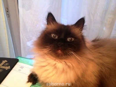 Кошки - очарование МОЁ - бланка2.JPG