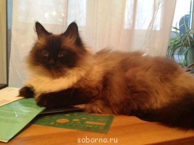 Кошки - очарование МОЁ - бланка1.JPG