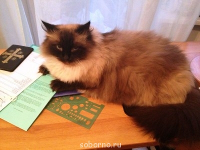 Кошки - очарование МОЁ - бланка.JPG