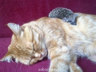 Рога и копыта, весёлая ЗоОфЛуДиЛьНя  - image.jpg