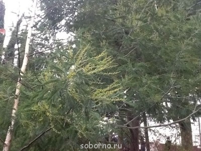 Каждая погода - благодать... - image.jpg