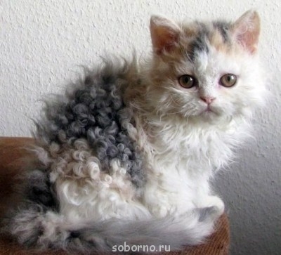 Кошки - очарование МОЁ - image.jpg