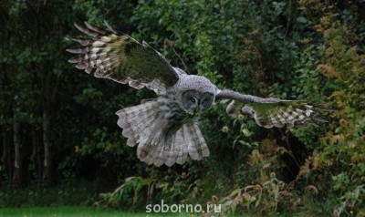 Пернатые соседи дикие  - AolM6py_-Sw.jpg