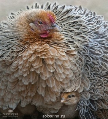 Мой пернатый друг домашние птицы  - r_bedqPUcKc.jpg