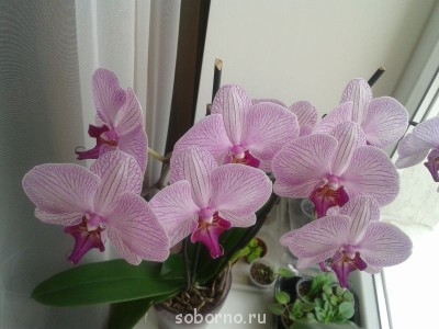 И вот такой фалинопсис