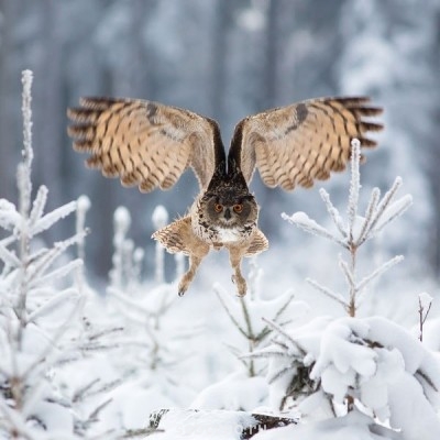 Пернатые соседи дикие  - V3F6hg10l8o.jpg