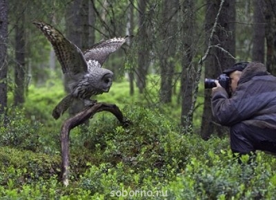 Пернатые соседи дикие  - ufAZ5qNNCBA.jpg