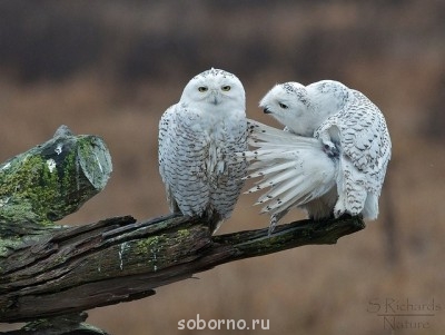 Пернатые соседи дикие  - 5pCpj2gsEQ8.jpg