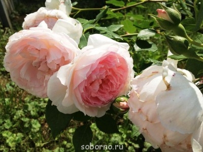 Наши цветы. В саду - IMG_0959.JPG