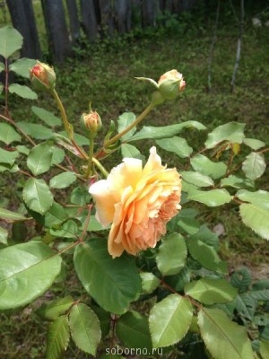 Наши цветы. В саду - IMG_0865.JPG