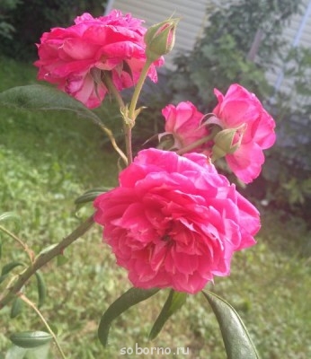 Наши цветы. В саду - IMG_0896.JPG