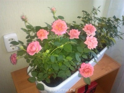 Домашние любимцы комнатные цветы  - image.jpg