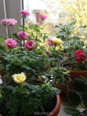 Домашние любимцы комнатные цветы  - image.jpg