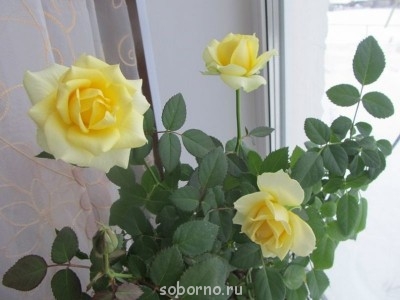 Домашние любимцы комнатные цветы  - image.jpg