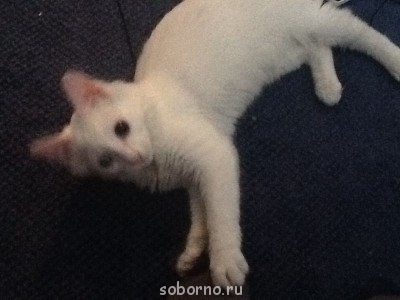 Кошки - очарование МОЁ - image.jpg