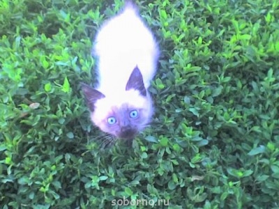 Кошки - очарование МОЁ - 12-06-12_1837.jpg