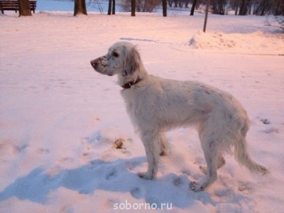 Наши верные друзья - собаки - IMG_2504.JPG