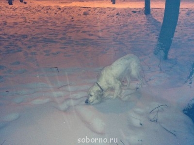 Наши верные друзья - собаки - IMG_2521.JPG