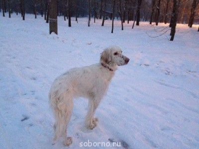 Наши верные друзья - собаки - IMG_2507.JPG