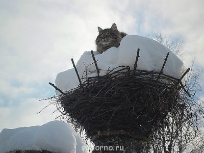 Добрые картинки - getImage.jpg