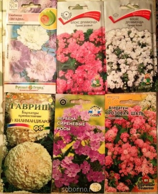 Наши цветы. В саду - фотография (2).JPG