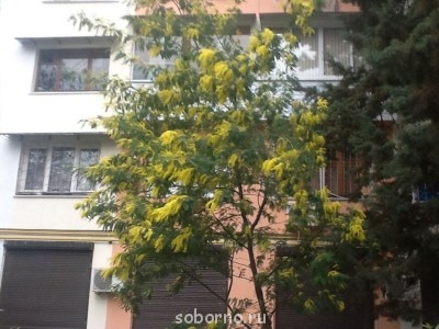 Каждая погода - благодать... - image.jpg