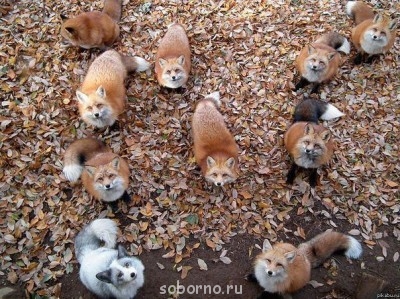 Добрые картинки - лисички.jpg