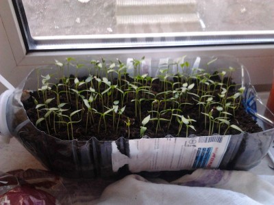 Выращиваем из семян - 2014-02-26 13.05.18.jpg