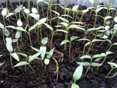 Выращиваем из семян - 2014-02-26 13.05.32.jpg