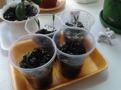 Выращиваем из семян - 2014-02-26 13.02.09.jpg