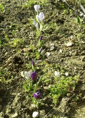 Наши цветы. В саду - 2014-03-01 14.43.40-1.jpg