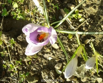 Наши цветы. В саду - 2014-03-01 14.42.11-1.jpg