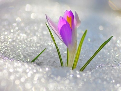 Доброе утро и Спокойной ночи  - vesna-kartinki-smeshnye-kartinki-fotoprikoly_489969251.jpg