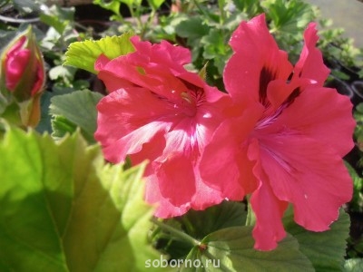 Давайте познакомимся - P1010256.JPG