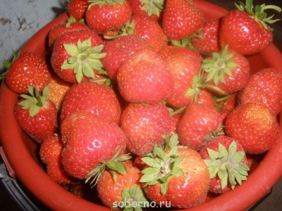 Давайте познакомимся - P7171803.JPG