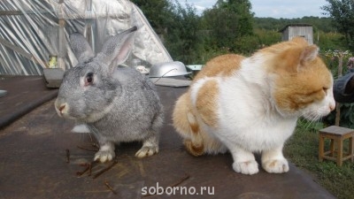 Добрые картинки - Изображение 313.jpg