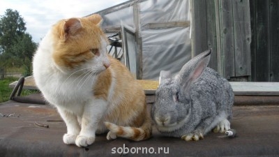 Добрые картинки - Изображение 312.jpg